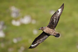 Image. Great Skua
