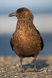 Image. Great Skua