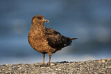 Image. Great Skua