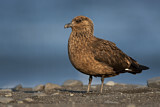 Image. Great Skua