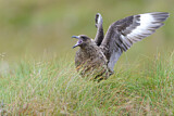 Image. Great Skua