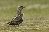Image. Great Skua