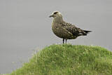 Image. Great Skua