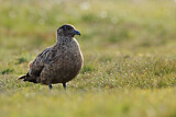 Image. Great Skua