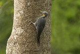Image. Great Slaty Woodpecker