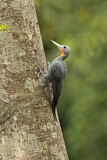 Image. Great Slaty Woodpecker