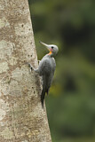 Image. Great Slaty Woodpecker