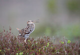 Image. Great Snipe