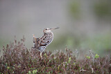 Image. Great Snipe