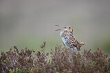 Image. Great Snipe