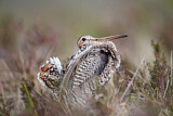 Image. Great Snipe