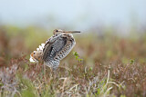 Image. Great Snipe