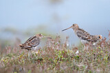 Image. Great Snipe