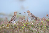 Image. Great Snipe