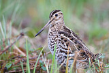 Image. Great Snipe