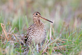 Image. Great Snipe