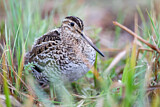 Image. Great Snipe