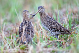 Image. Great Snipe