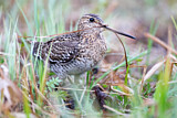Image. Great Snipe