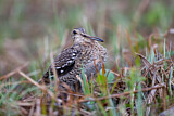 Image. Great Snipe