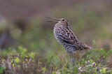 Image. Great Snipe