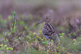 Image. Great Snipe