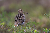 Image. Great Snipe