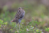 Image. Great Snipe