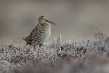 Image. Great Snipe