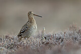 Image. Great Snipe