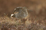 Image. Great Snipe
