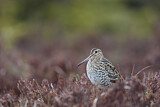 Image. Great Snipe
