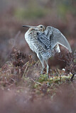 Image. Great Snipe