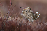 Image. Great Snipe