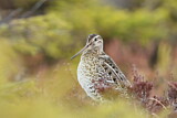 Image. Great Snipe