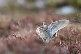 Image. Great Snipe