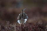 Image. Great Snipe