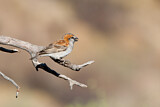 Image. Great Sparrow