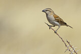Image. Great Sparrow