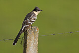 Image. Great Spotted Cuckoo