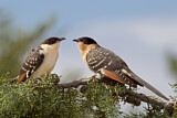 Image. Great Spotted Cuckoo