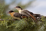 Image. Great Spotted Cuckoo
