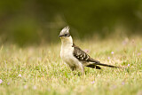 Image. Great Spotted Cuckoo
