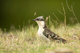Image. Great Spotted Cuckoo
