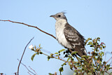 Image. Great Spotted Cuckoo