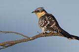 Image. Great Spotted Cuckoo