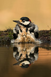 Image. Great Spotted Woodpecker
