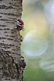 Image. Great Spotted Woodpecker