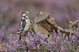 Image. Great Spotted Woodpecker