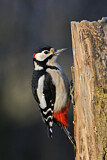 Image. Great Spotted Woodpecker